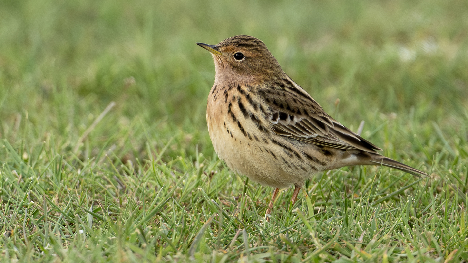 Red-throated Pipit